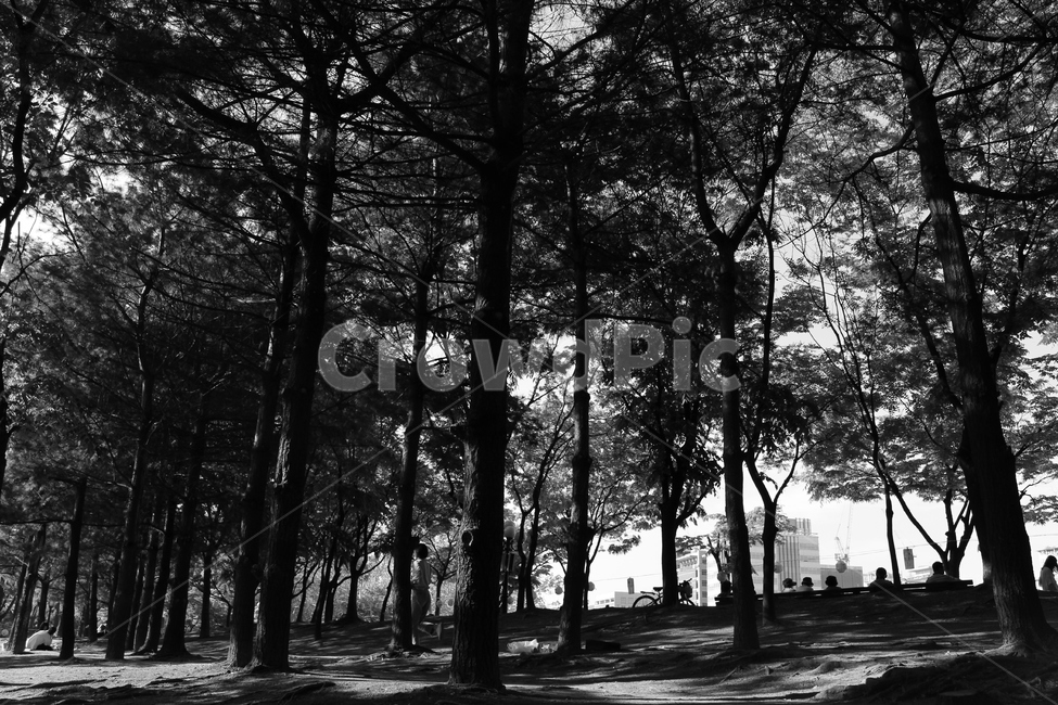 공원,흑백사진,숲,나무,공원흑백사진,자연,풍경,nature,landscape,흑백,모노톤,monochrome,black and white,tree,plant,식물