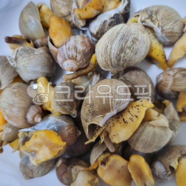 conch,snail,seashell,turbanshell,clamshell,sea snail,cookingmaterial,seasnail,Whitenecked guy,Food Ingredients,escargot,ingredients,foodmaterial,seafood,beating,spiralshellfish,Whelk,cooking ingredients,food,shellfish,shell,seafoodproducts,clam,topshell,f