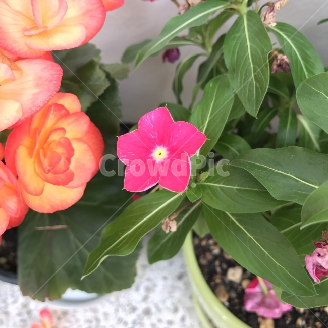 일일초,매일초,Oldmaid,열대성초화,Lochnerarosea,분홍꽃,식물,꽃,Flower,약재,식물,자연,plants,nature,꽃,flower