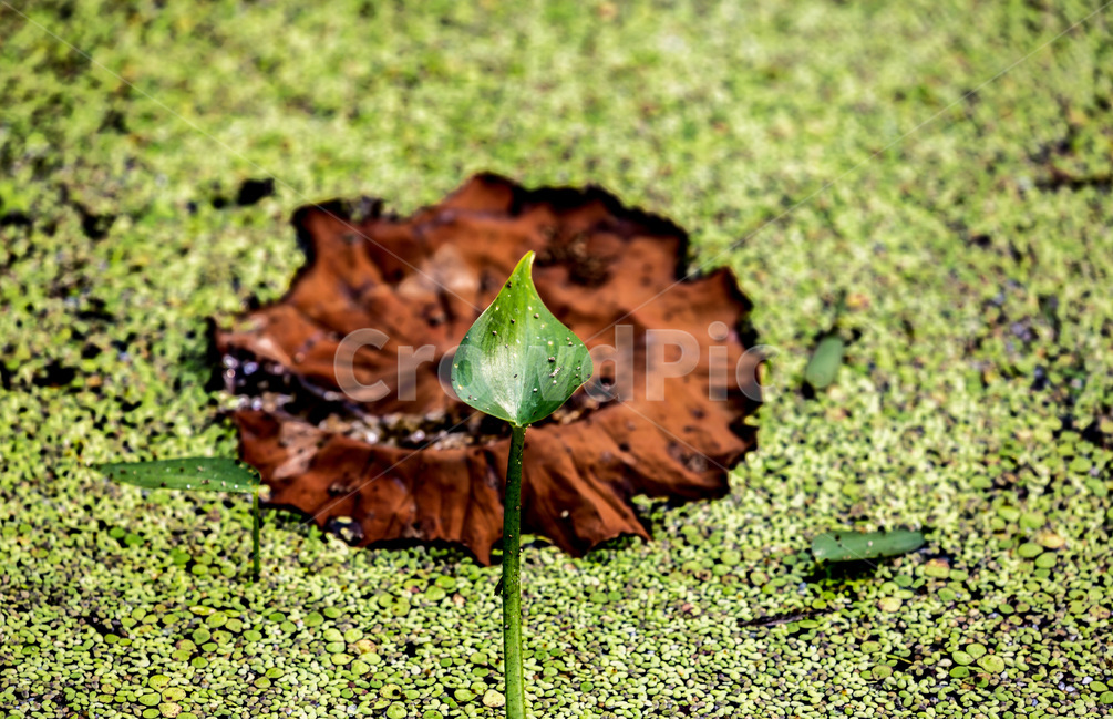 연잎,개구리밥,문양,무늬,연못,습지,식물,자연,plants,nature