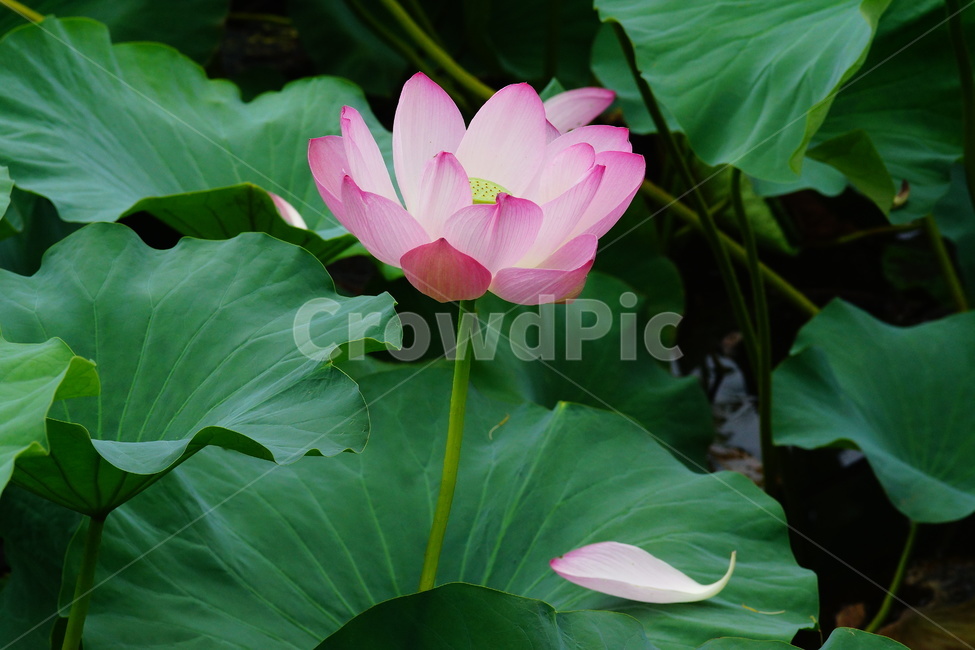 flower,plant,식물,blossom,pondlily,연꽃,연못백합,lily,꽃,식물,자연,plants,nature