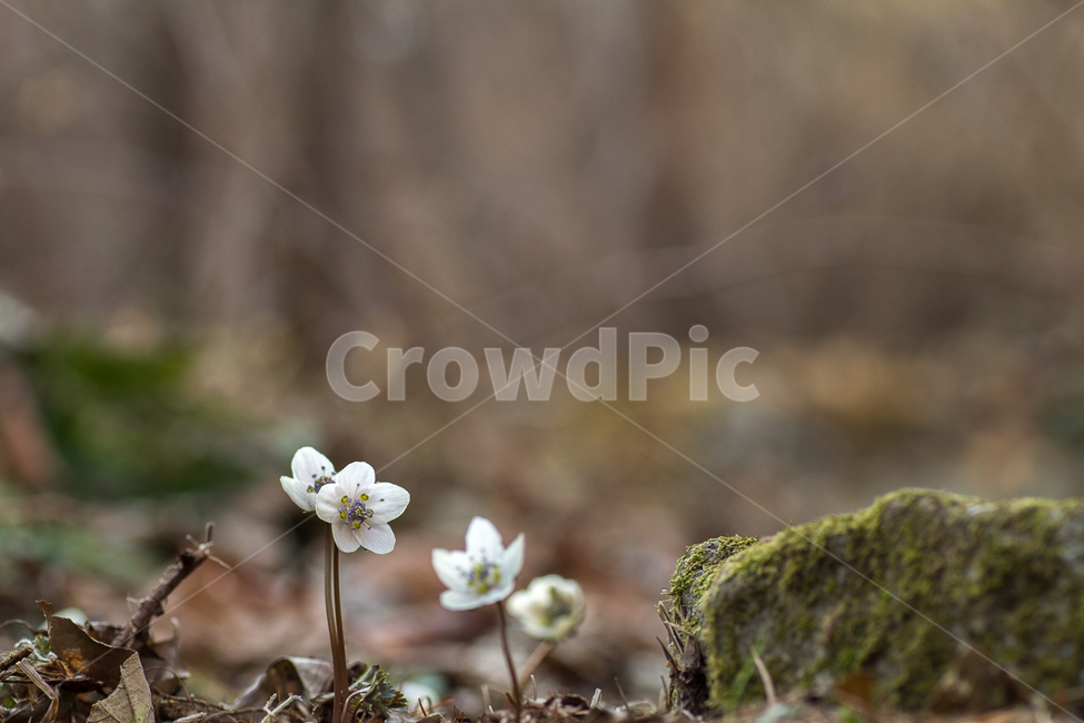 생태사진,야생화,변산바람꽃,봄,봄꽃,봄,계절,spring,season,식물,자연,plants,nature,꽃,flower,plant