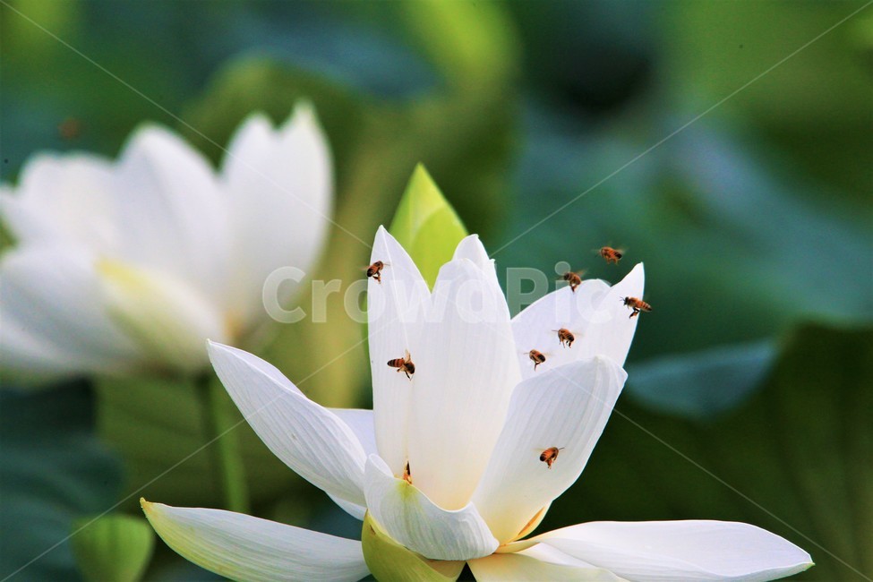 연꽃,꽃,식물,flower,벌,식물,자연,plants,nature,꽃,flower