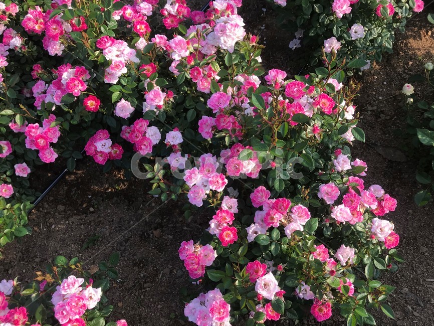 장미,꽃,봄,아날로그,감성,식물,자연,plants,nature,rose,feeling,flower,ipone7,식물,자연,plants,nature,꽃,flower