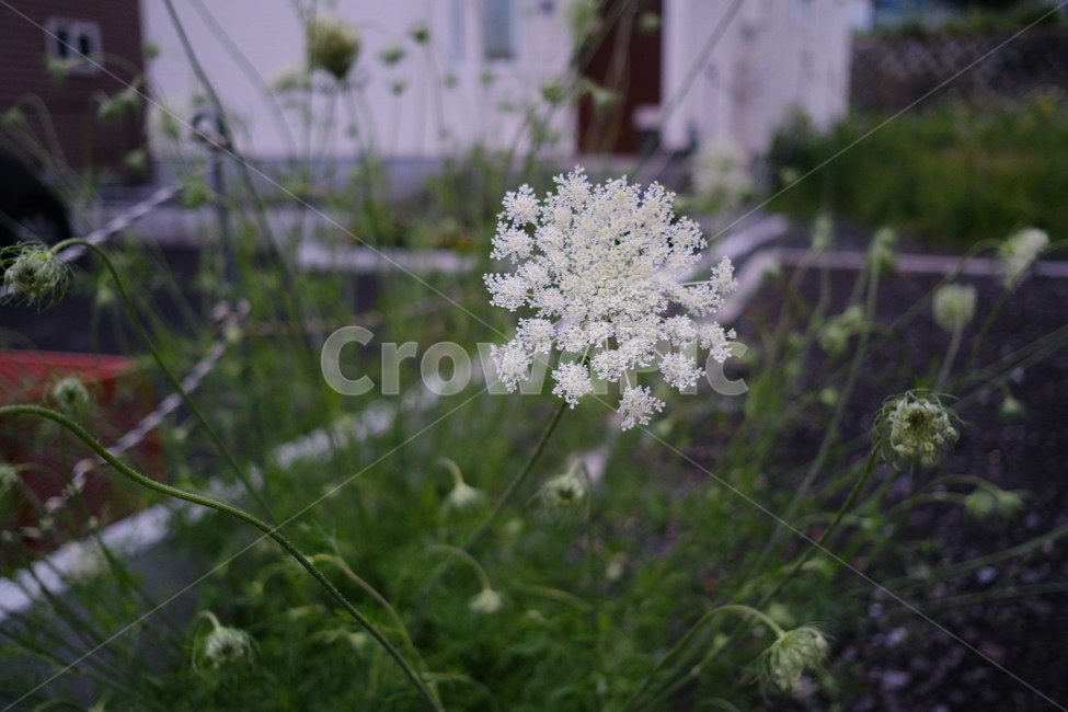 꽃,flower,자연,식물,하얀색,하얀꽃