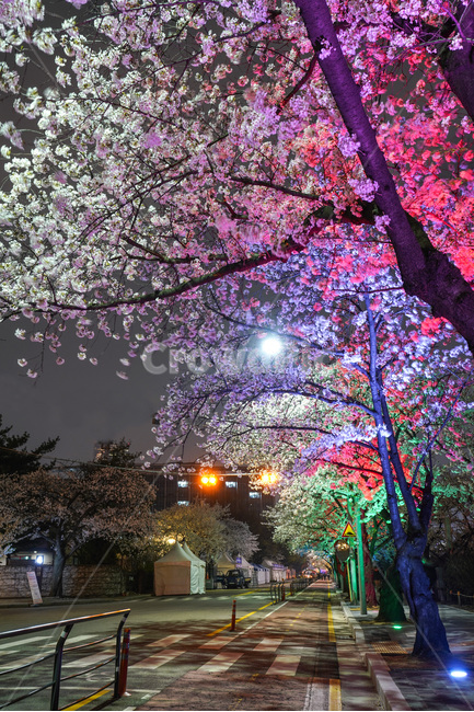 여의도,윤중로,벚꽃축제,벚꽃길,벚꽃,CherryBlossom,야경,야화,nightview,natural,landscape,식물,봄,배경,자연,서울벚꽃,서울명소,힐링,spring,하얀꽃,splendor,화사,flowers,나무,trees,wood,축제,봄,계절,spring,season,야경,밤,풍경,nightscape,night,landscape,도시,city,한국도시풍경,한국도시경관,korea cityscape,plant,blossom,꽃,cherry blossom,flower