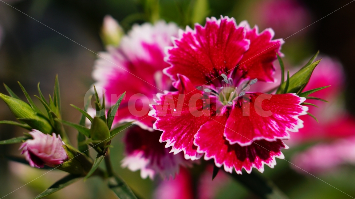 꽃,flower,macro,접사,정밀함,분홍,빨강,꽃잎,풀,식물,자연,plants,nature,꽃,flower