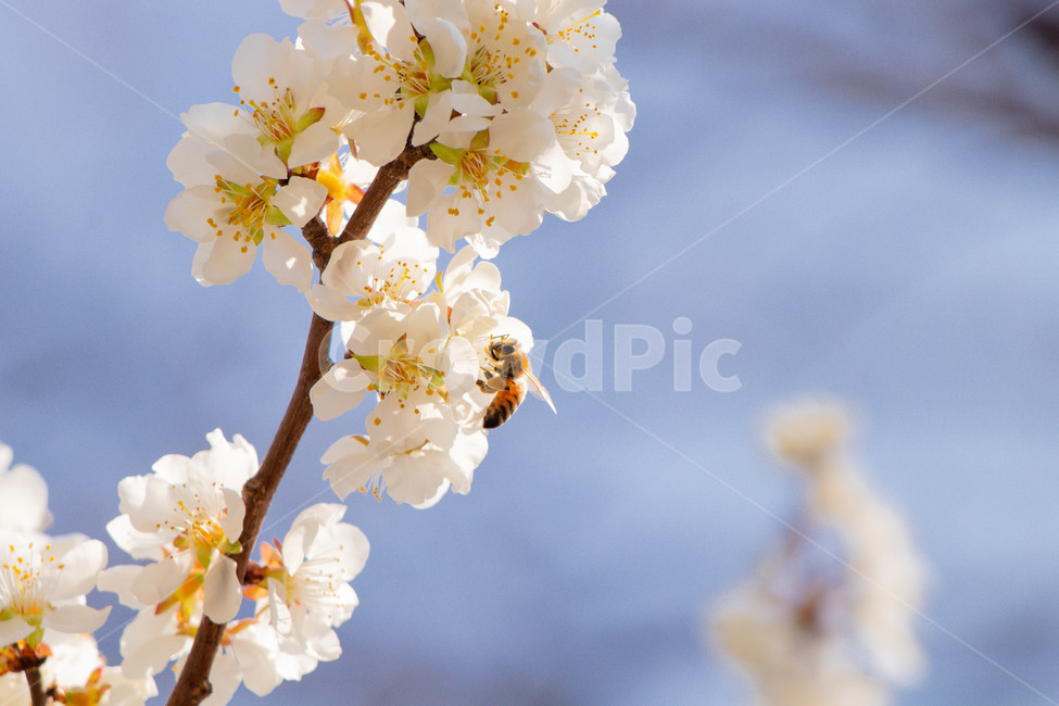 꿀벌,bee,plant,식물,cherryblossom,벚꽃