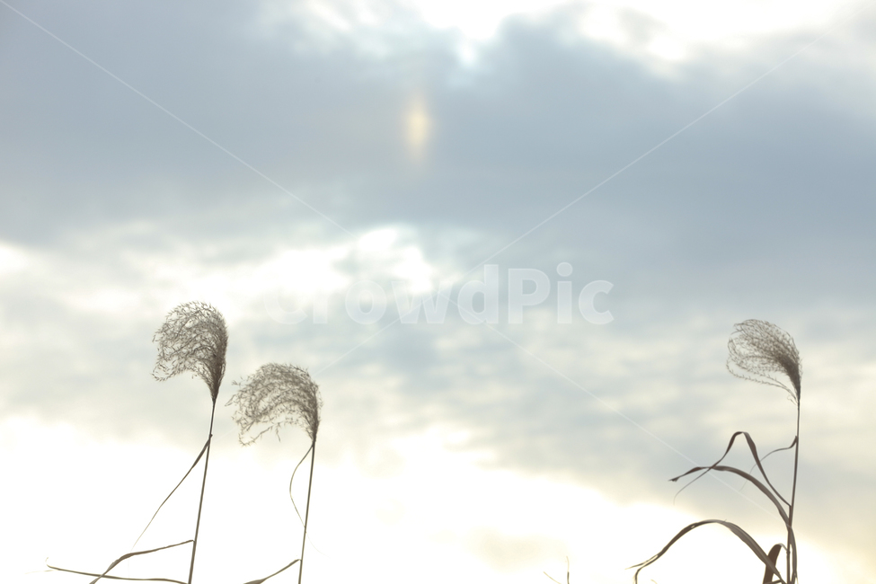 갈대,가을갈대,가을하늘갈대,가을,가을하늘,가을,계절,fall,autumn,season,식물,자연,plants,nature,grass,잔디,plant