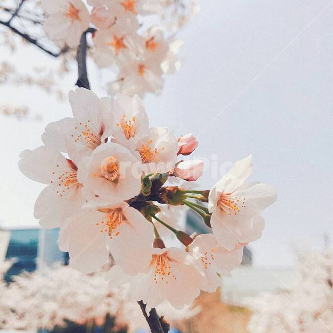 plant,식물,벚꽃,자연,나무,봄