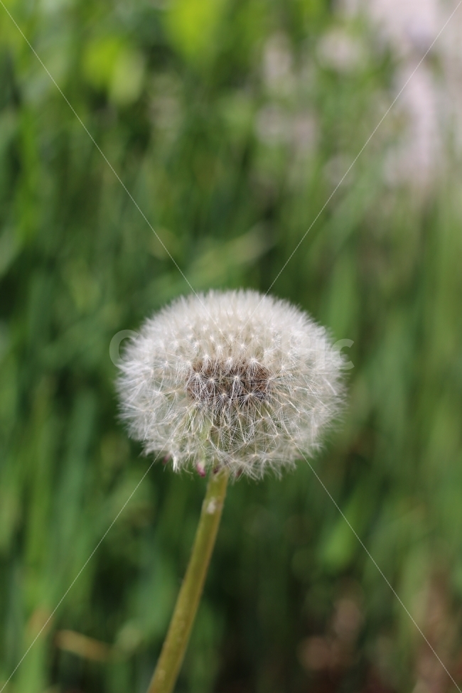 민들레,식물,자연,정원,꽃,색감,시골,식물,자연,plants,nature,꽃,flower