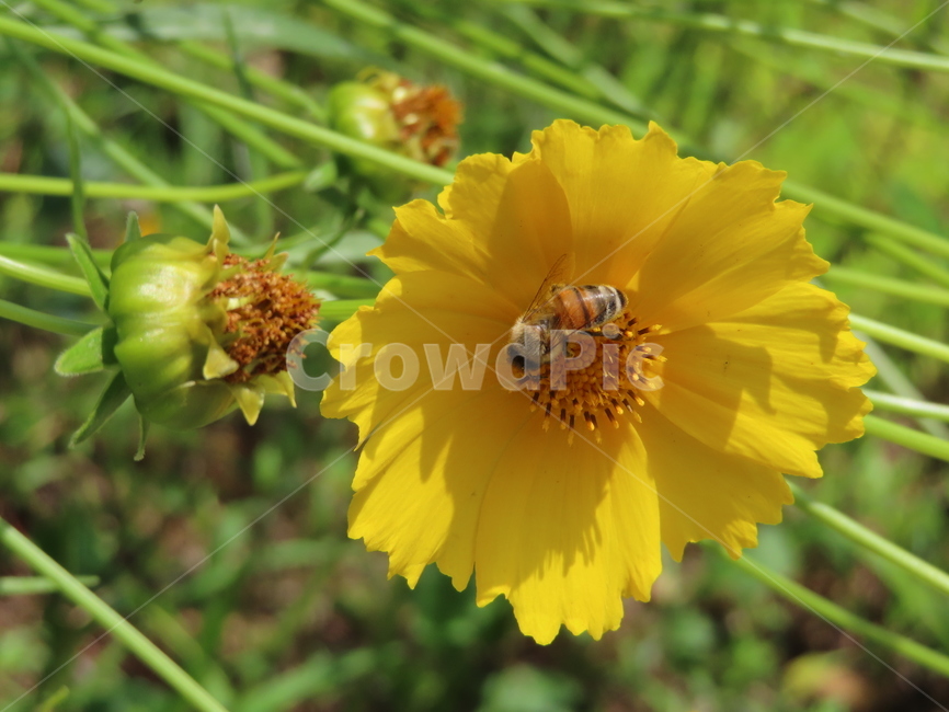 노란색,노란꽃,꿀벌,아름다움,식물,벌레,날벌레,공원,yellow,yellowflowers,honeybees,beauty,plants,bugs,flyingworms,parks