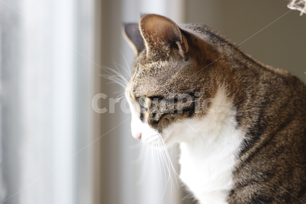 동물,고양이,반려동물,애완동물,반려묘,cat,pet,animal,kitten,길고양이,집사,코리안숏헤어,코숏,동물,animal,고양이,cat,kitten,kitty