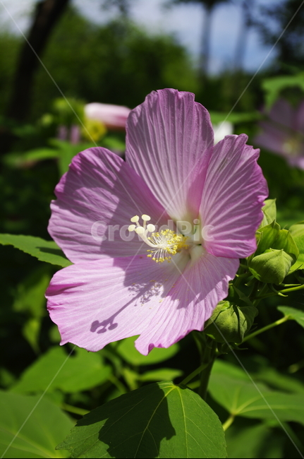 부용,꽃,flower,식물,plant,자연,nature