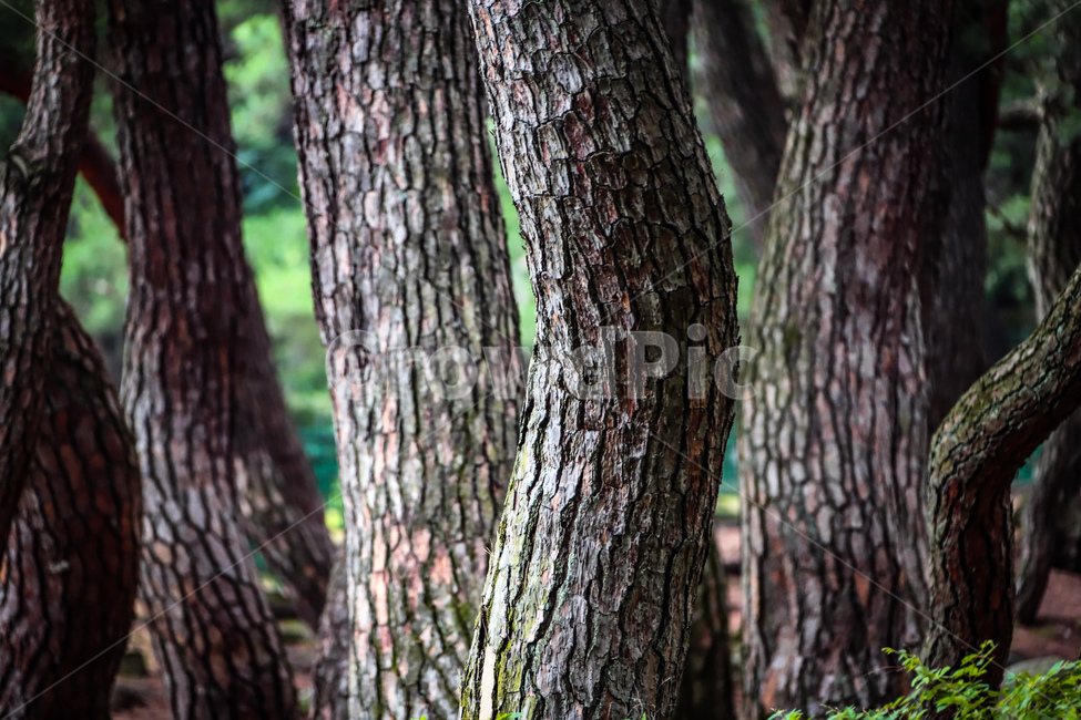 나무,소나무,소나무군락,자연,풍경,산속,푸른솔,식물,자연,plants,nature,나무,trees,wood