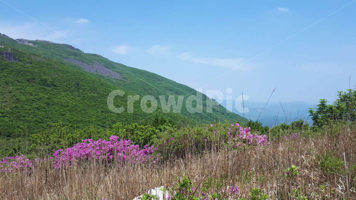 꽃,억새,산,구름,하늘,자연