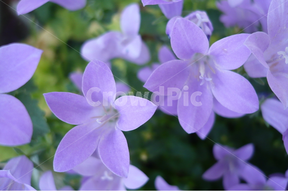 캄파룰라,꽃,보라보라,보라색,봄,식물,자연,plants,nature,꽃,flower