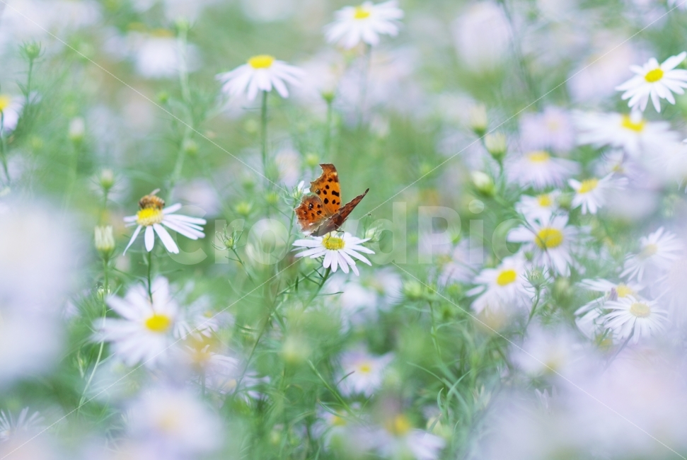나비,가을꽃,단양쑥부쟁이,가을,꽃,식물,자연,plants,nature,꽃,flower,동물,animal,곤충,벌레,insect,bug,감성,sensible,feeling