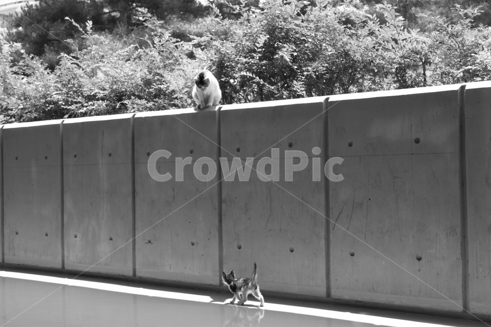 고양이,길고양이,길냥이,새끼고양이,cat,어미와새끼,어미고양이,kitten,streetcat,wildcat,family,animal,동물,가족,care,유기묘,반려묘,pet,아기고양이,동행,동물,animal,포유류,mammal,고양이,cat,kitten,kitty,가족,패밀리,family,흑백,모노톤,monochrome,black and white