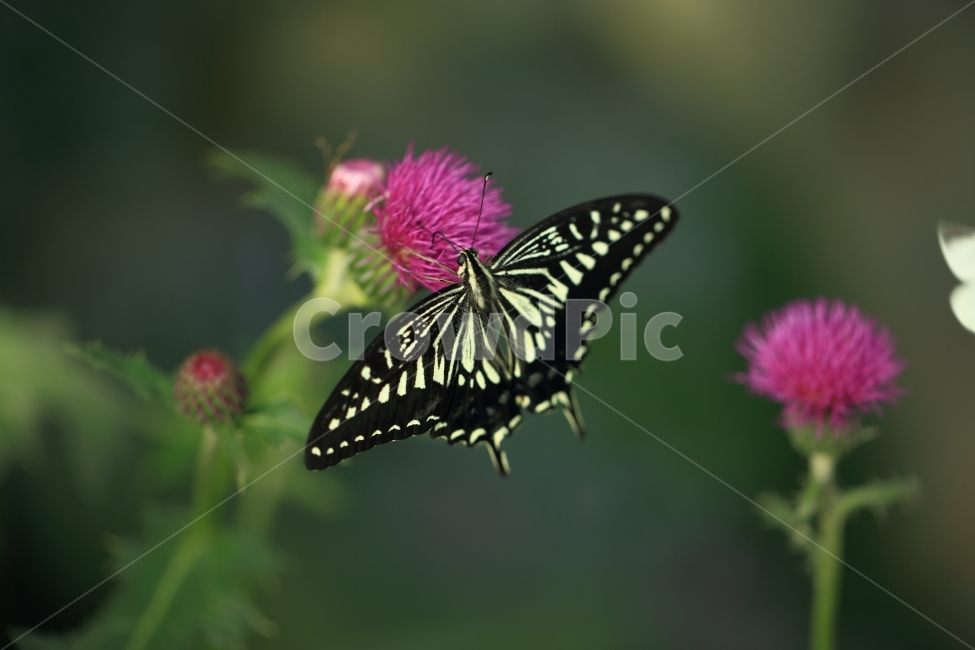 호랑나비,엉겅퀴,자연,풍경,꽃,식물,자연,plants,nature,꽃,flower,동물,animal,곤충,벌레,insect,bug