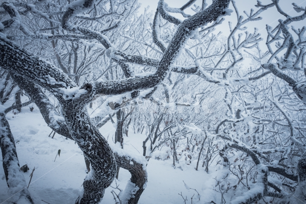 덕유산,겨울,설산,나무,눈,향적봉,무주,눈꽃,겨울산,폭설,정상,겨울,계절,winter,season,식물,자연,plants,nature,나무,trees,wood