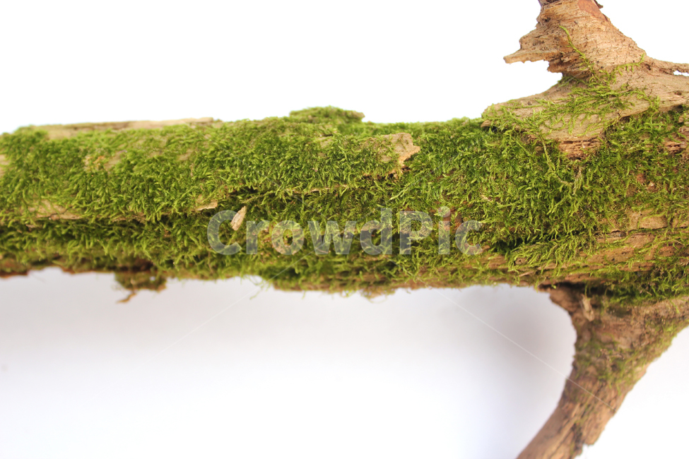 bark,branch,branchesmoss,brown,closeup,detail,dry,green,moss,natural,nature,piece,plant,tree,wood,wooden,이끼,그린,녹색,나뭇가지,오래된,자연,식물,나무,우드,건조한,마른,가지,풀,이끼풀,흰배경,클로즈업,갈색,브라운,식물,자연,plants,nature