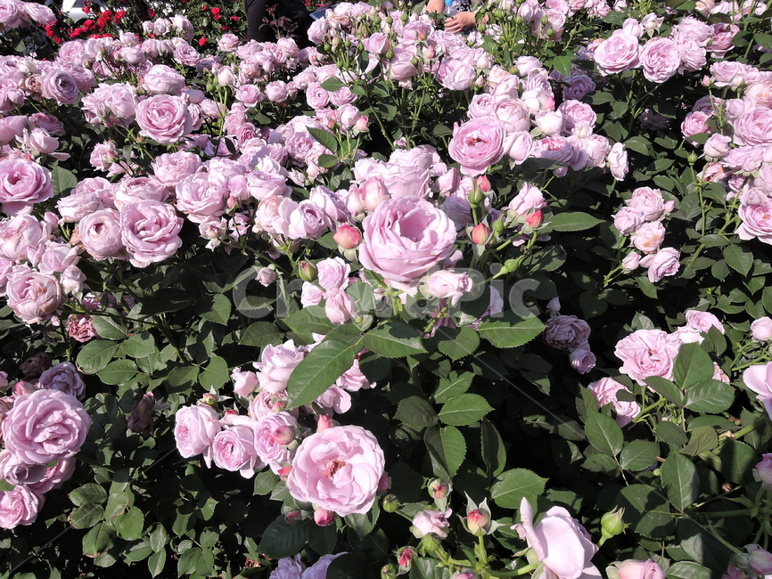 장미,장미축제,foewer,식물,rose,꽃축제,봄꽃축제,가든,화원,장미원,식물,자연,plants,nature,꽃,flower