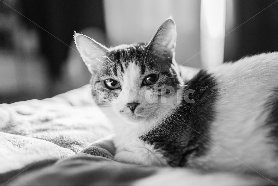 고양이,동물,반려동물,반려묘,포유류,애완동물,cat,pet,흑백,코리안숏헤어,코숏,얼룩무늬,animal,동물,animal,포유류,mammal,고양이,cat,kitten,kitty