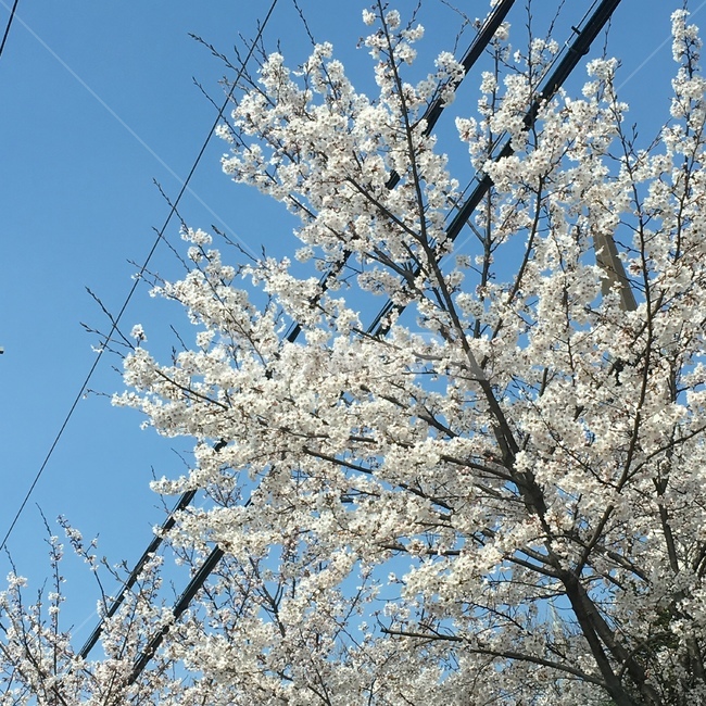 벚꽃,벚꽃나무,봄,자연,풍경,힐링