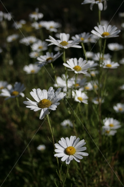 구절초,flower,식물,plant,가을,꽃