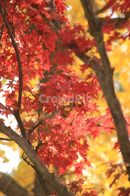 가을,leaf,잎,plant,식물,tree,나무,maple,단풍,가을,계절,fall,autumn,season
