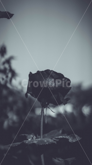 풍경,자연,꽃,장미,검은꽃,다크,식물,자연,plants,nature,꽃,flower,흑백,모노톤,monochrome,black and white