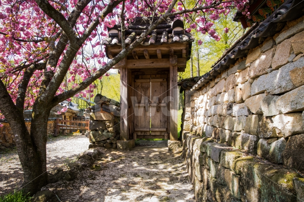 고창,선암사,절,사찰,대문,쪽문,후문,나무문,시골,담장,솟을대문,철죽,분홍,돌담길,돌담,기와,기와담장,이끼,한낮,Gochang,SunamTemple,Temple,Gate,Rewind,Woodengate,Countryside,Fence,Pink,Stonewall,Tile,Tilefence,Moss,한국전통,한국문화,korean traditional,korean culture,종교,신앙,religion,belief,faith