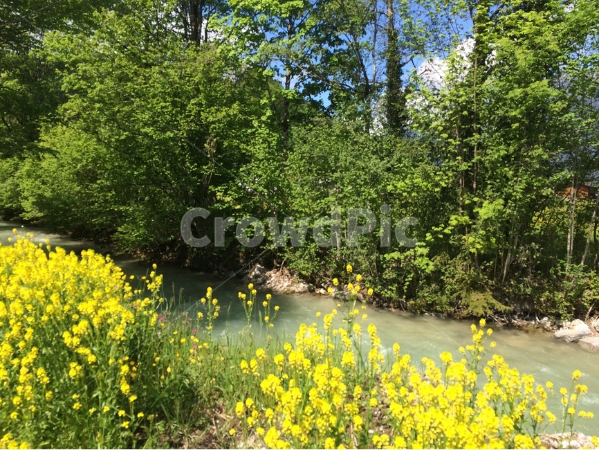 강,노란꽃,강가,숲,봄,식물,자연,plants,nature,꽃,flower