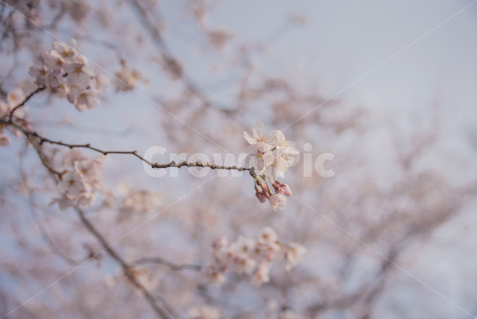 plant,식물,blossom,flower,꽃,벚꽃,봄,봄,계절,spring,season,식물,자연,plants,nature,꽃,flower
