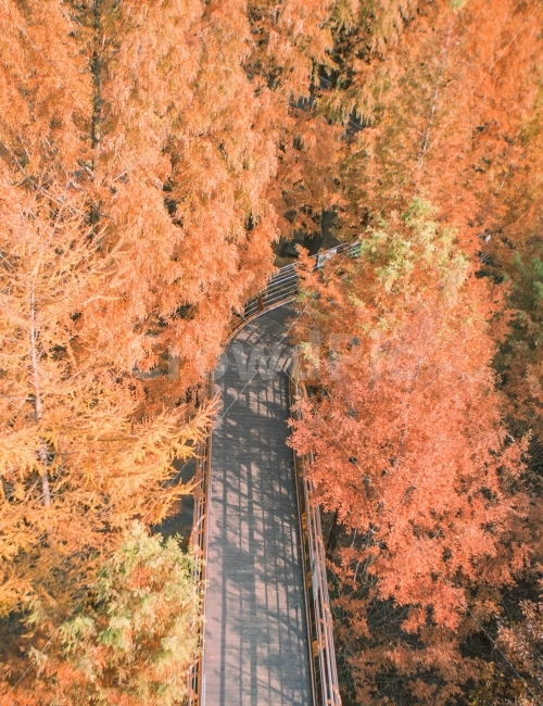메타세콰이어길,메타세콰이어숲,메타세콰이어,가을,여행,힐링,길,단풍,나무,숲,자연,식물,maple,fall,trip,가을,계절,fall,autumn,season,자연,풍경,nature,landscape,한국자연풍경,한국자연경관,korea nature landscape,감성,sensible,feeling,교통,교통수단,traffic,transportation,plant,tree