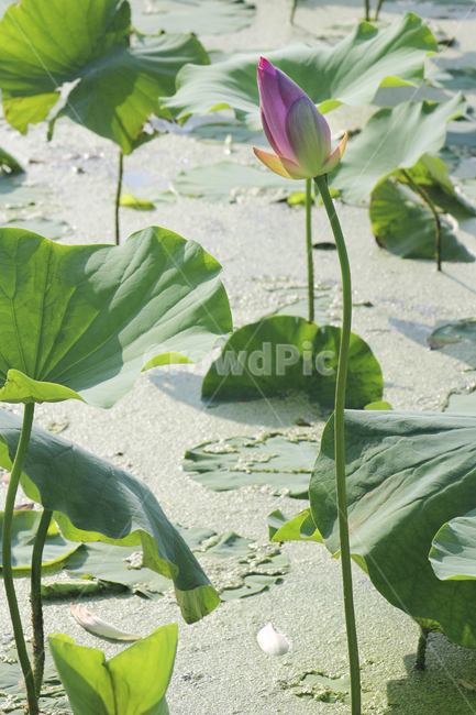연꽃,수련,꽃,식물,연잎,꽃봉우리,꽃망울,연못백합,lotus,blossom,flower,sprout,plant,green,pondlily