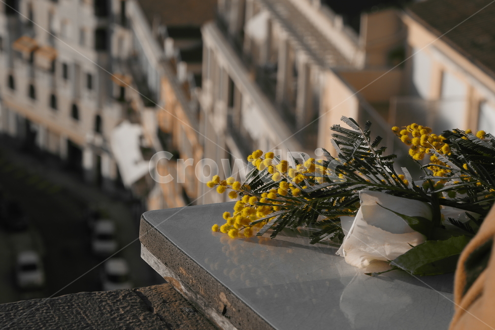 미모사,flower,식물,plant,꽃,꽃꽂이,꽃부케,flowerarrangement,flowerbouquet,노랑색,노랑,부케,bouquet,미모사축제,mimosa,니스,nice