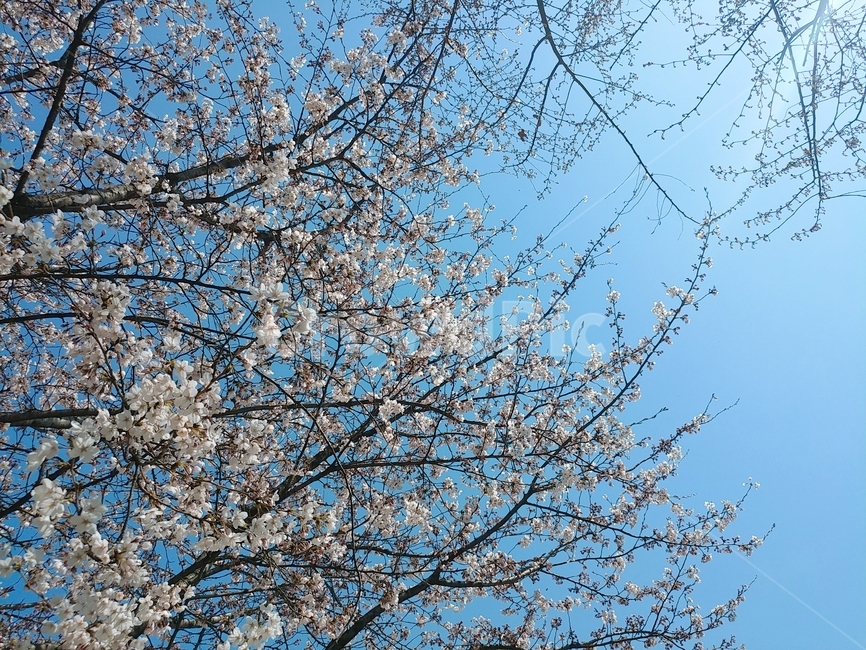 봄,벚꽃,벚나무,하늘,나무,꽃나무,봄꽃,벚꽃놀이,식물,자연,풍경,봄,계절,spring,season,plant