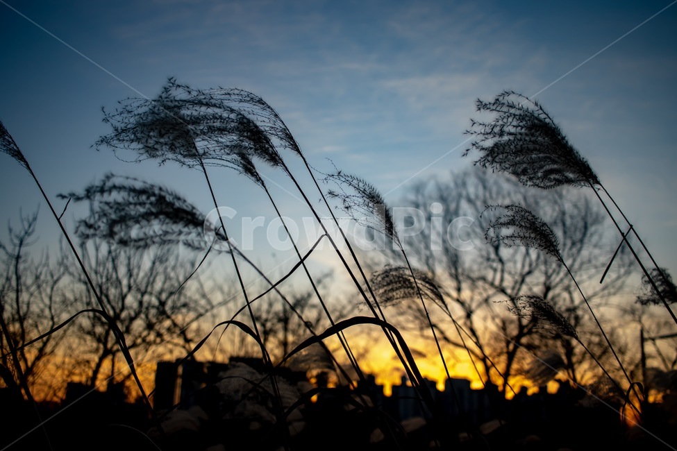 노을,갈대,억새,공원,감정,고독,자연,풍경,nature,landscape,grass,잔디,plant,식물,lawn,reed