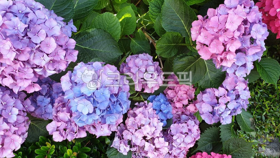 수국,수국화,보라색수국화,파란수국,꽃밭,보라색꽃,식물,자연,plants,nature,꽃,flower