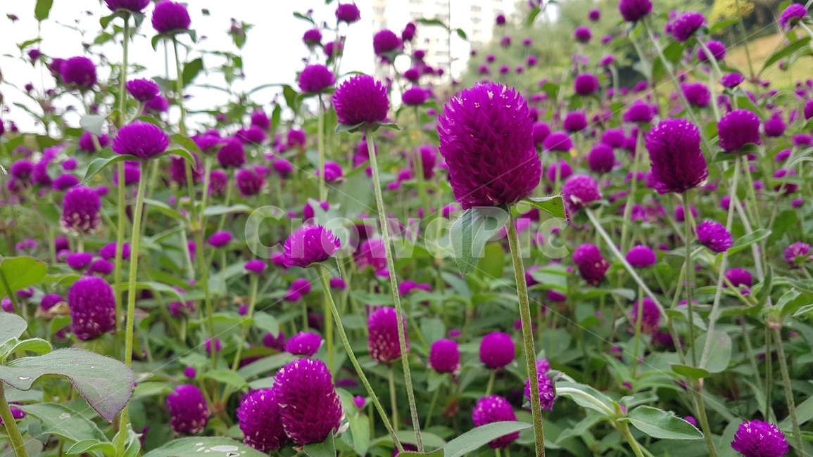 보라색,plant,식물,꽃,flower,천일홍,식물,자연,plants,nature,꽃,flower