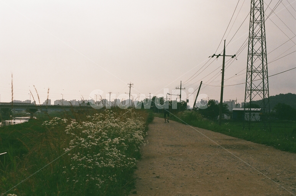 전선,흙길,전신주,길꽃,시골길,시골