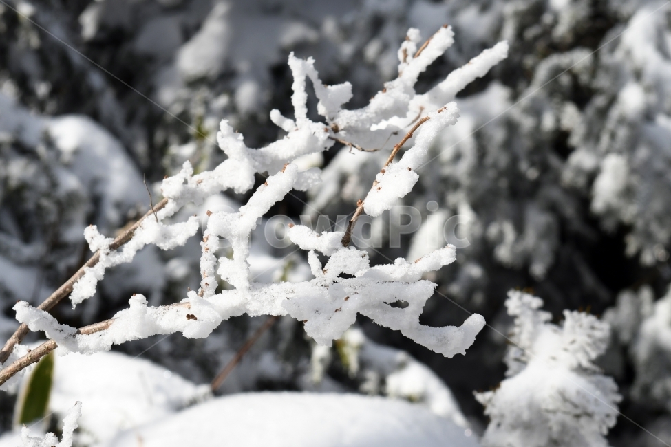 겨울,풍경,한라산,눈,겨울산,눈꽃,제주도,상고대,나무,서리,겨울,계절,winter,season,식물,자연,plants,nature