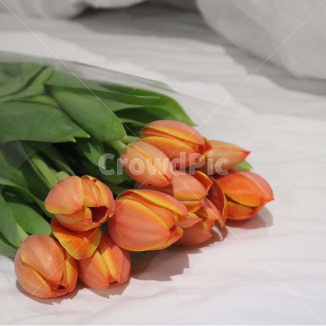 튤립,꽃,꽃다발,주황,침대,오렌지빛,bouquet,flower,tulip,orange,식물,꽃,flower,기념일,축하,anniversary,congratulation,celebrate,celebration