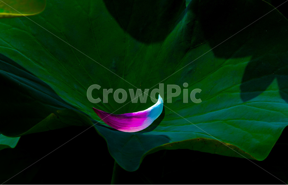 연잎,연,문양,무늬,꽃잎,낙화,식물,자연,plants,nature,꽃,flower