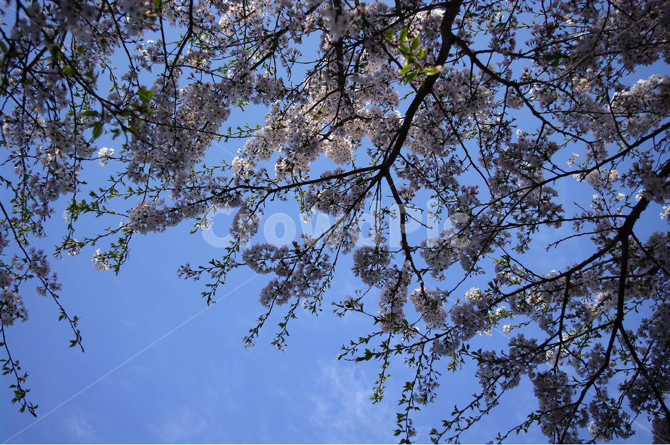벚꽃,하늘,꽃,봄,봄날,봄풍경,봄꽃,감성,spring,flower,분홍색,식물,봄,계절,spring,season,식물,자연,plants,nature,꽃,flower,plant,tree,나무