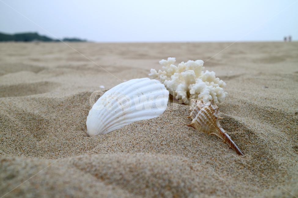 해변,여름,불가사리,조개,모래사장,모래,바다,해수욕장,바캉스,휴가,계절,소라,산호,조개껍데기,소라껍데기,해변,바다,beach,sea