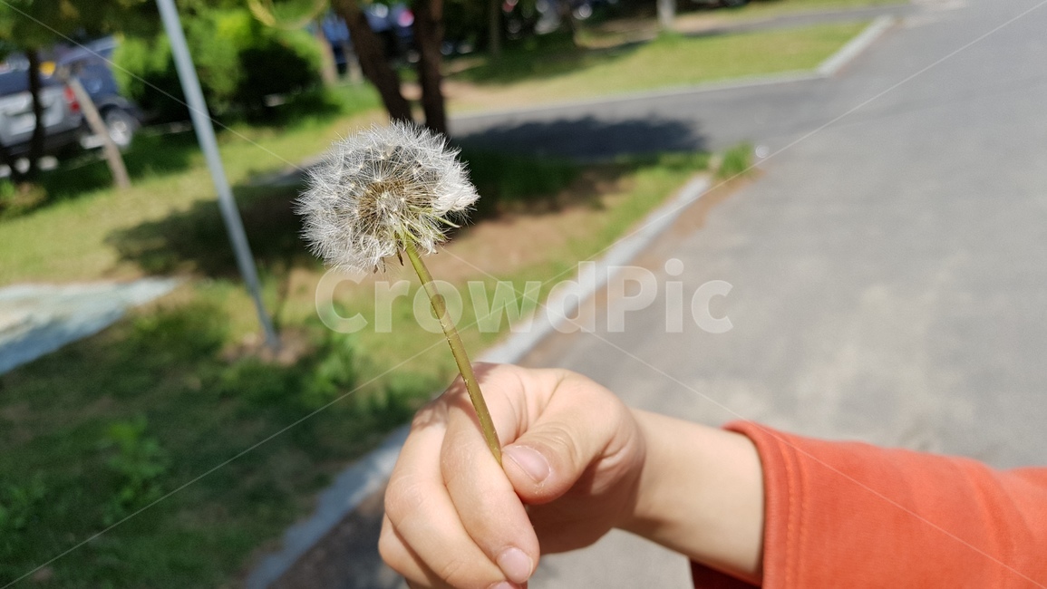 꽃,민들레,들꽃,민들레홀씨,자연,식물,자연,plants,nature,꽃,flower,사람,인물,인간,human,person,신체일부,몸,body