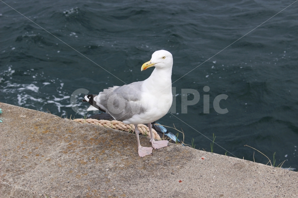 갈매기,바다,바닷가,새,조류,파도,잘생김,미남,동물,animal,조류,새,birds